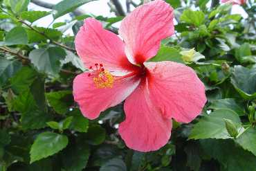 - Hibiskus_Bluete_rosafarbig